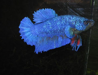 12 Type Of Betta Fish By Tail Types - Plakat