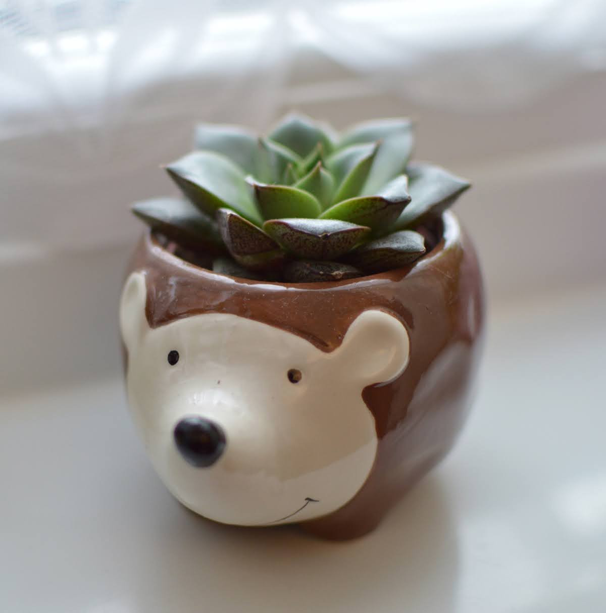 Hedgehog Succulent