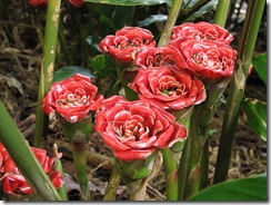 Etlingera_cornerii