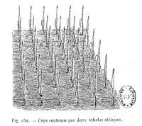 Vigne et vendange d'Auvergne.