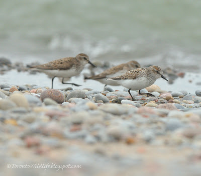 Sandpipers on the move, Toronto photographer Robert Rafton