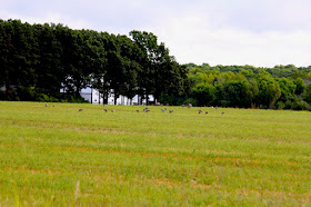 sandhill cranes in St. Croix river valley fields