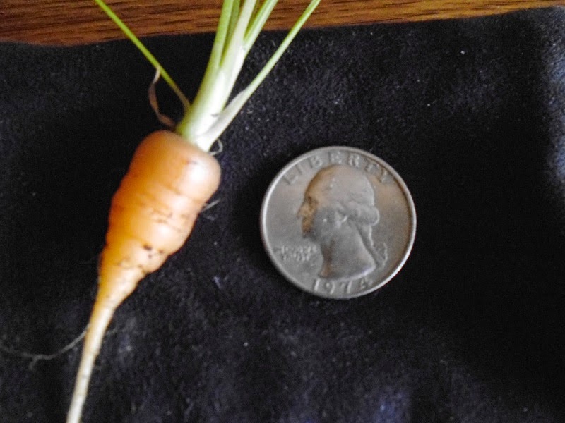 Carrot and Quarter