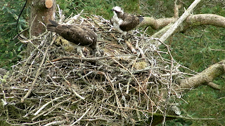 Our three chicks and proud parents