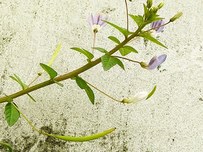 自学 6 年 理科 植物 144225