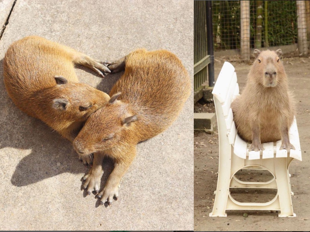 Three Pet Capybaras