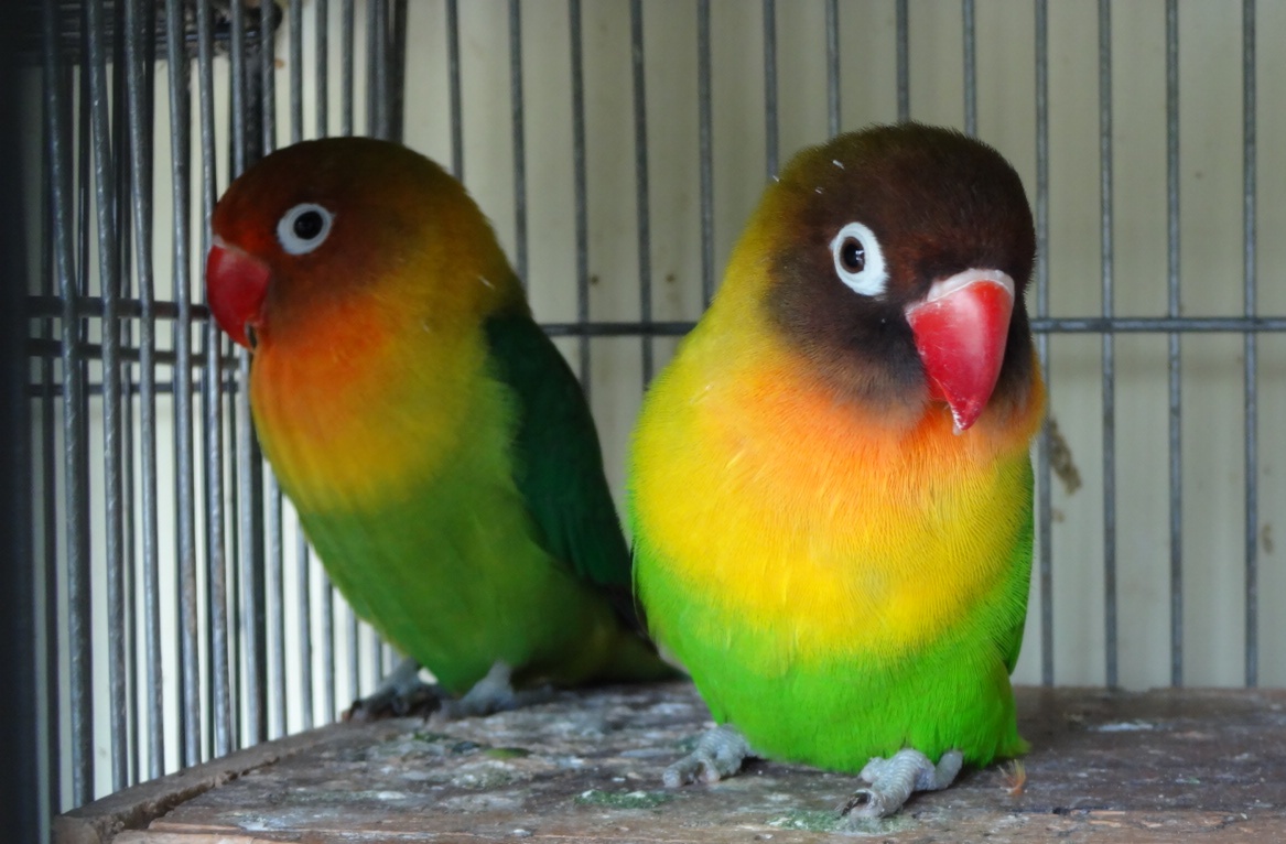 BURUNG MANIA Pecinta Burung Berkicau