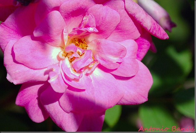 3 DSC_8197x1