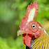 Sri Lankan Junglefowl