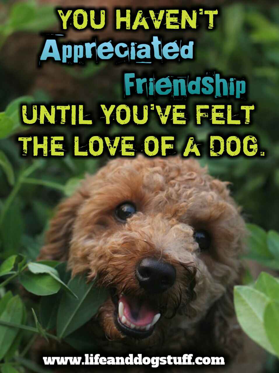 35 Most Beautiful Dog Quotes and Sayings