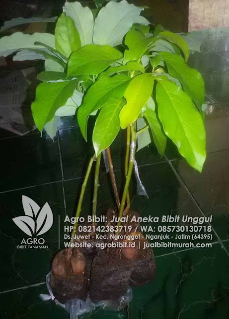 Paket Bibit Alpukat Jumbo ke-Balikpapan