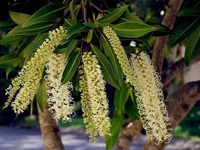 Saiba-tudo-sobre-o-Cacho-de-marfim-Buckinghamia-celsissima