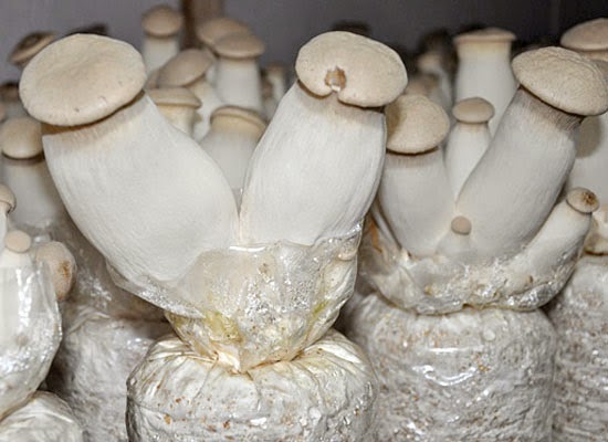 Pleurotus cultivation