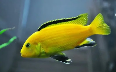 Ikan lemon