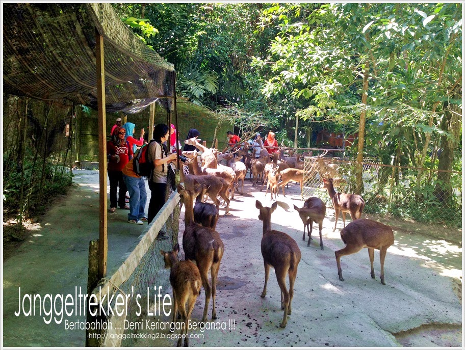 #TravelholicAwesome Ke Kuala Gandah (Part 1): Deerland 