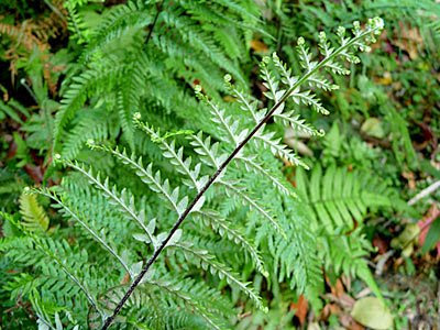 walking along the trail also allows you to see many