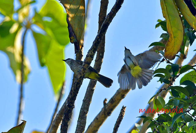 Yellow Vented Bulbul