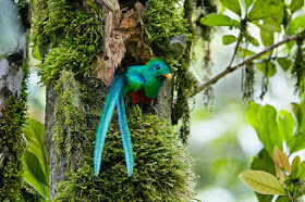 resplendent-quetzal-wallpaper