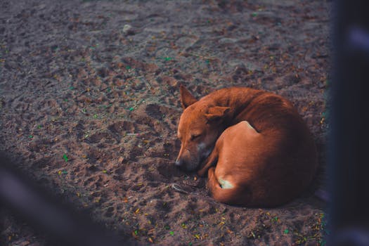 Hukum memelihara anjing untuk dididik diperbolehkan ?