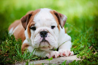  Bulldogs The best dogs for kids