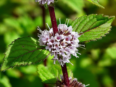 Mentha plant - Mint care and culture