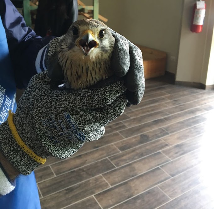 Potenza: le Guardie Zoofile salvano un gheppio 