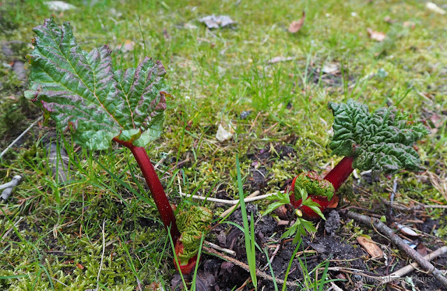 lingonberryhouse, kevät, spring, silmut, new beginnings, puutarha, garden, flower, kukka