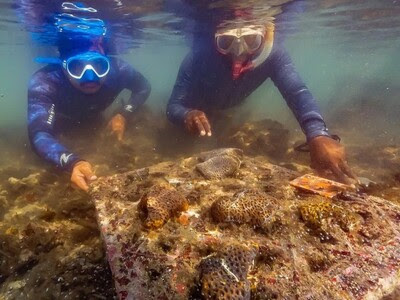 Jamnagar More Than 16 Thousand Corals Successfully Migrated 5 Km Away Narara