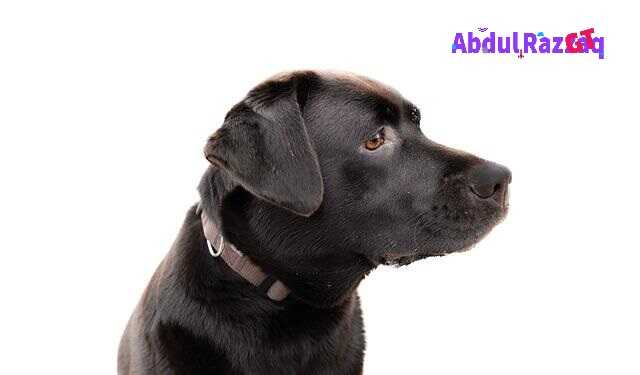 أفضل سلالات الكلاب لابرادور ريتريفر Labrador Retriever