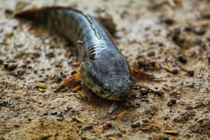 Umpan Ikan Gabus Liar Agar Cepat Nyambar