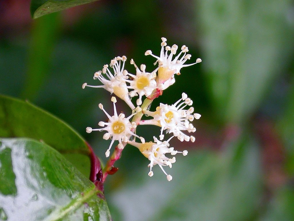 Prunus caroliniana - Carolina