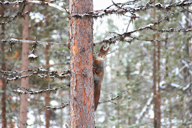 Squirrel on a Tree, Finland