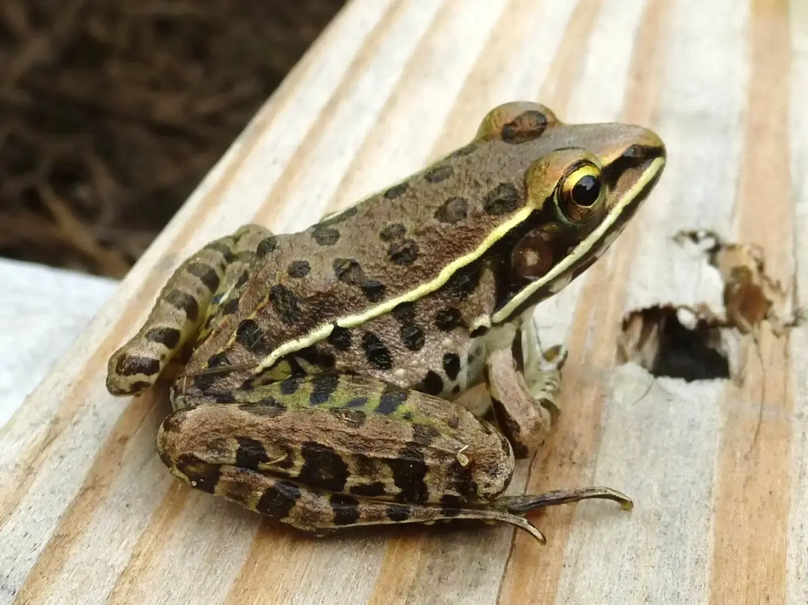 Southern Leopard Frog