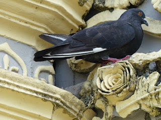 Pigeon biset - Pigeon des villes - Pigeon commun - Columba livia