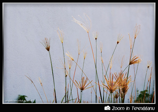 grass flowers picture