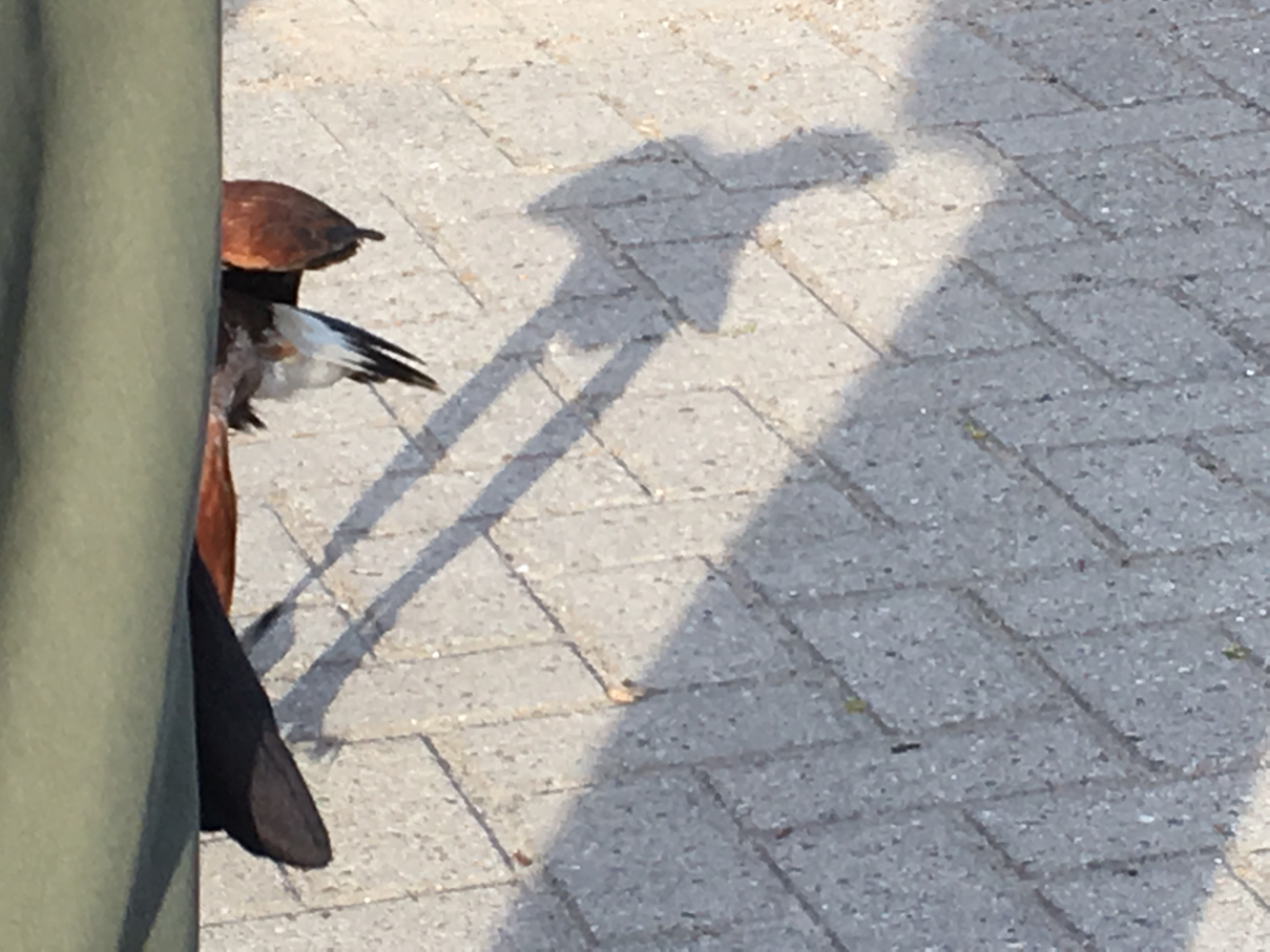 shadow of falcon on bricks