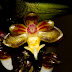 Orchid : Cleisostoma quartum (Rchb.f.) V. Agustin & G. Ariyanto, comb. nov From Rejang Land Sumatra