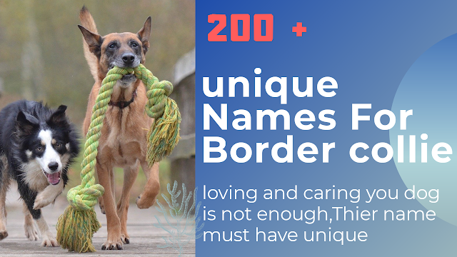 [200+ Updated]Unique Names For Border Collie