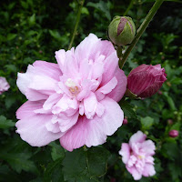 花博記念公園鶴見緑地 八重咲きのむくげ