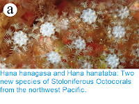 https://sciencythoughts.blogspot.com/2019/01/hana-hanagasa-and-hana-hanataba-two-new.html