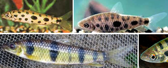 Leporinus maculatus - Müller Troschel, Leporino rayado, Awalapoukou, warak, Kwasimama, karp, pez leporino, Leporino listado, Kwasima, Leporino de 9 bandas, Leporino de franjas, Lisa