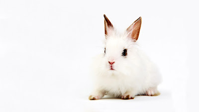 cute rabbit