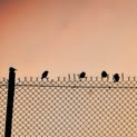 birds-on-fence