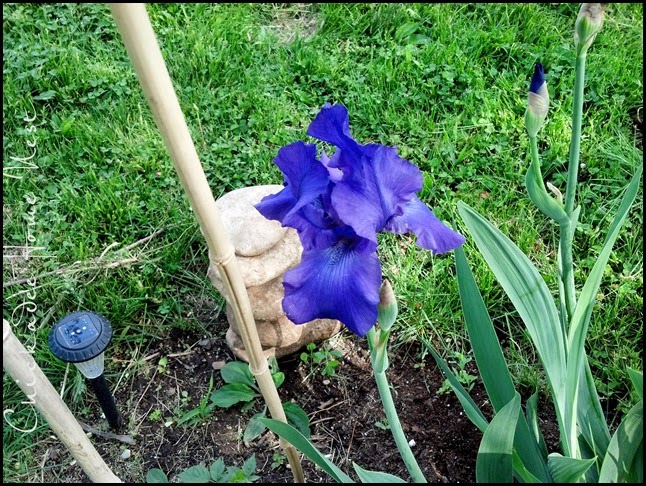 Irises, Chickadee Home Nest