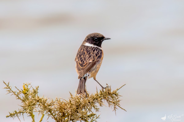 Stonechat