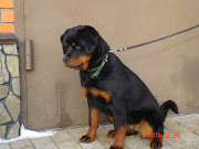 The Best Rottweiler Puppies from Ukraine FOR SALE! (dsc )