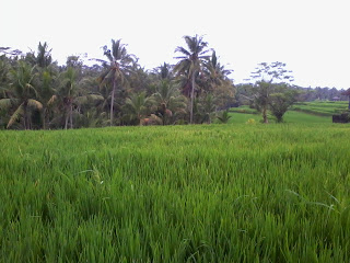 Bersepeda pemandangan sawah Bali