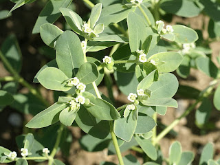 Euphorbia marginata - Euphorbe à feuilles marginées - Euphorbe panachée 