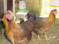 Welsummer pullets - 18 weeks