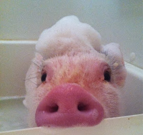 Funny animals of the week - 22 November 2013 (35 pics), pig takes bubble bath